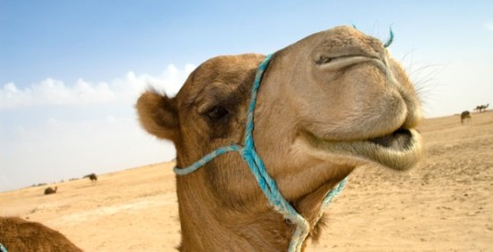 happy_camel
